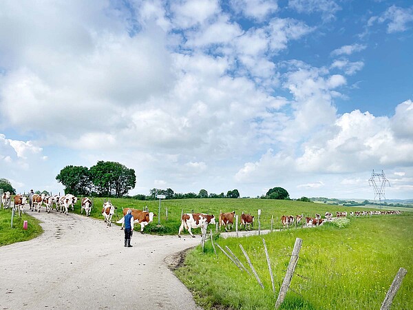 Kühe überqueren eine Strasse, rechts und links grüne Wiesen.