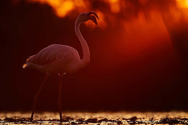 Flamingo Camargue Frankreich Fahrrad-Tour