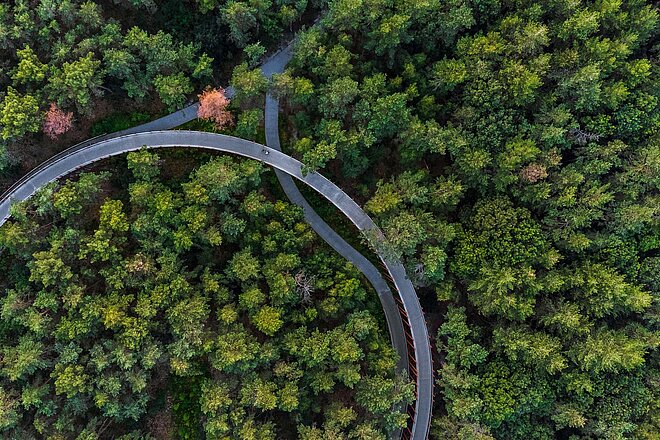 Ein Veloweg in Mitten eines Waldes