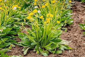 Löwenzahn Pflanzen auf einem Acker. 