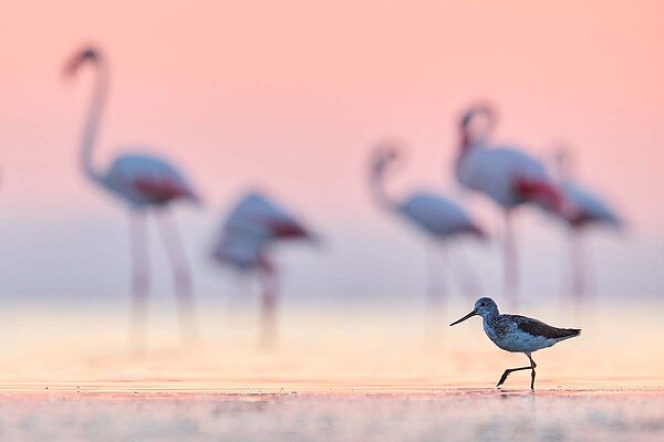 Flamingo Vögel Frankreich Camargue Fahrrad-Tour