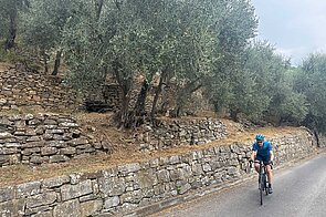 Abfahrt vor hundertjährigen Olivenhainen. 