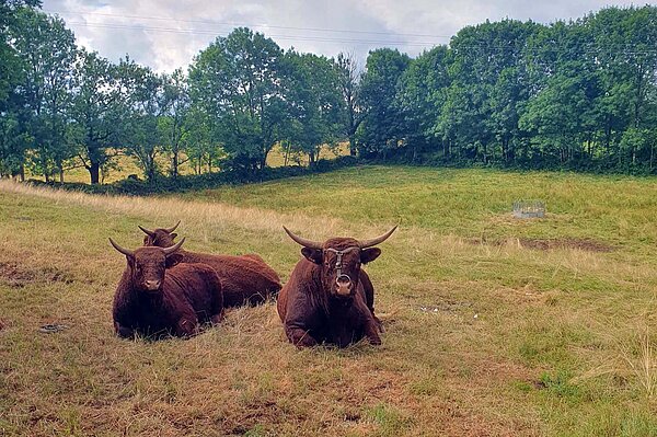 Kühe auf einer Weide.