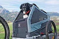 Hundeanhänger im Test. Ein Hund mit Schappohren schaut aus einem Fahrradanhänger hinaus. 