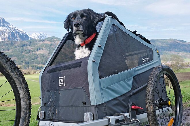 Napoli gefällt es, mit seinem Frauchen auf ausgedehnte Velotouren zu gehen. Hundeanhänger im Test. Ein Hund mit Schappohren schaut aus einem Fahrradanhänger hinaus.