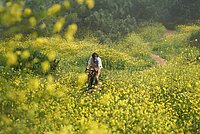 Mann auf Fahrrad in Blumen