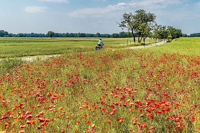 Mohnfeld in der Uckermark. Radfahrerin vor Mohnfeld.