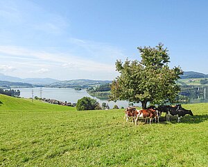 Kühe stehen auf einer Wiese unter einem Baum.