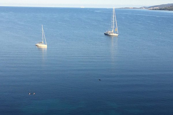 Rennradfahren in Korsika. Ein Delfin schwimmt im Meer. 