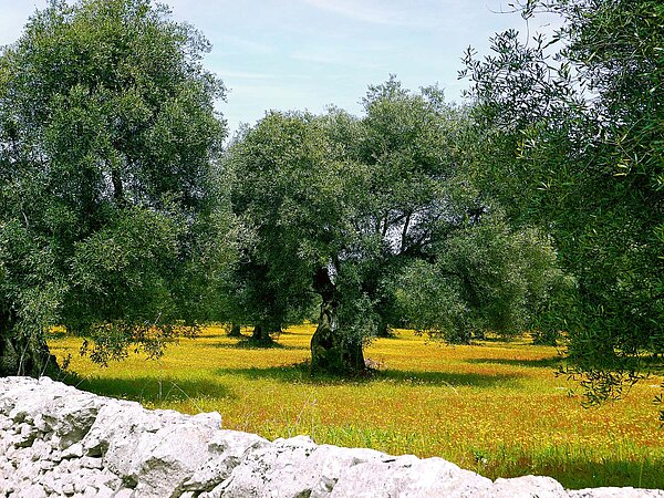 Fahrradreise Apulien. Olivenhain in Italien.