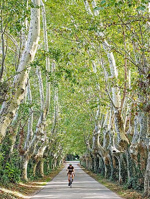 Platanenallee mit Strasse in der Mitte.