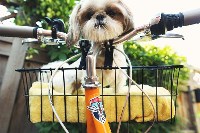 Ein Hund sitzt im Lenkerkorb eines Fahrrads