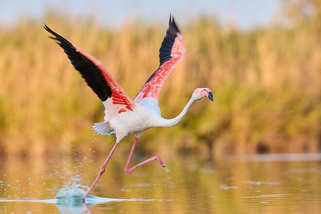 Flamingo Camargue Frankreich Fahrrad-Tour