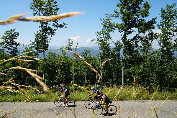 Rennradfahrer, im Vordergrund Grashalme.