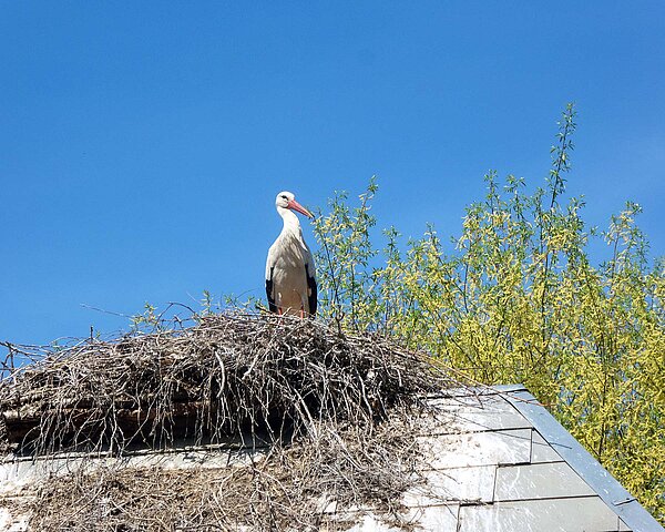Ein Storch sitz in einem Nest.