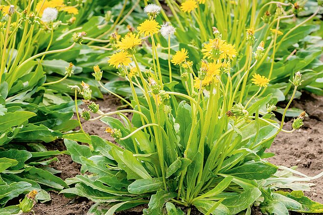 Löwenzahn auf einer Wiese