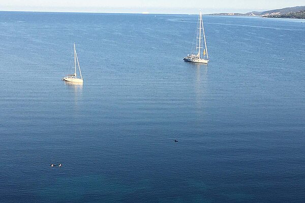 Rennradfahren in Korsika. Ein Delfin schwimmt im Meer. 
