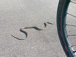 Eine Schlange liegt auf einer Strasse.