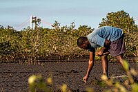 Mangrovenwald in Mosambik