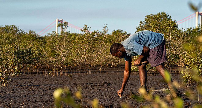 Mangrovenwald in Mosambik