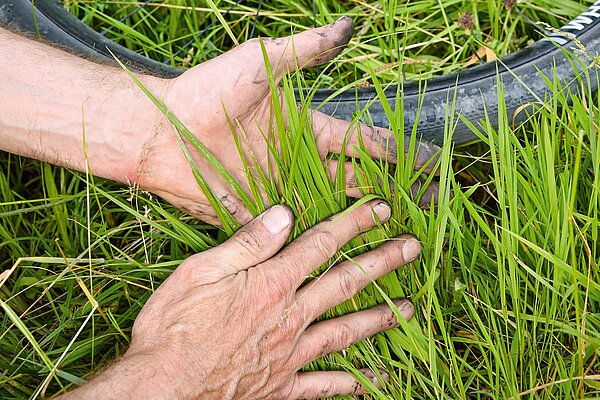 Kettenriss Fahrrad Reparatur Tipps. Eine Person reibt dreckige Hände an Gras ab.