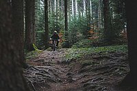 Mountainbiker fährt durch dichten Nadelwald