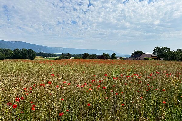 Feld mit roten Mohnblumen.