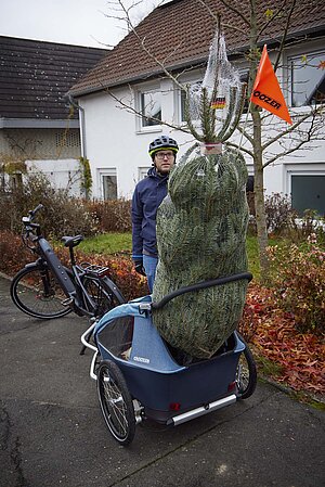 Wie man einen Weihnachtsbaum sicher mit dem Velo transportiert. Ein Christbaum ragt aus einem Kinderanhänger hinaus. 