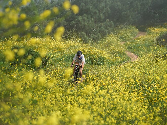 Bald ist sie wieder da, die Zeit der lauen Lüfte. Mann auf Fahrrad in Blumen