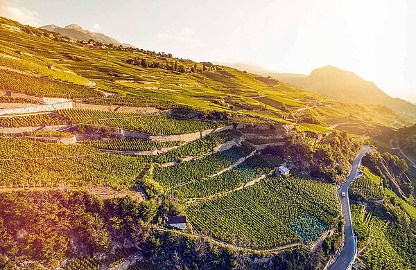 Weinbergterrassen in der Region Sion 